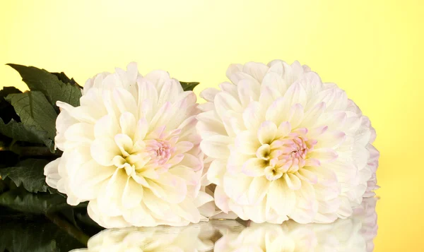 Beautiful white dahlias on yellow background close-up — Stock Photo, Image