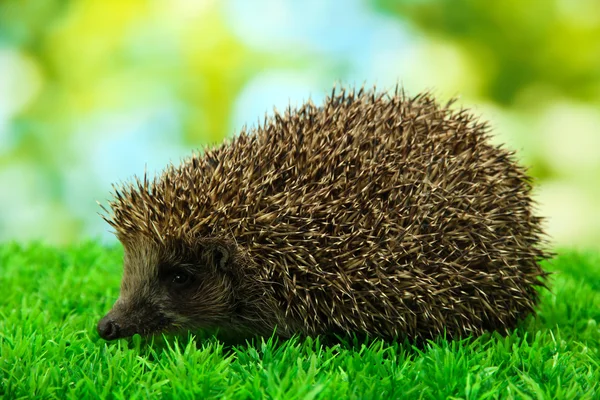 Riccio su erba, su sfondo verde — Foto Stock