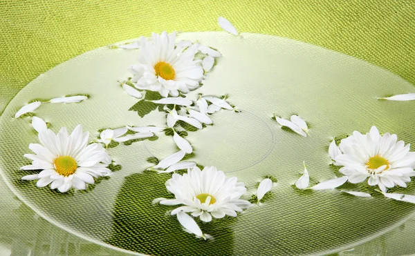 Квіти в зеленій мисці з водою крупним планом — стокове фото