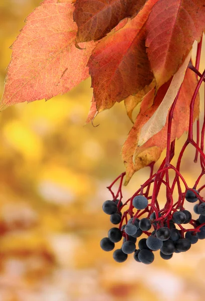 Hojas brillantes de otoño con uvas silvestres, sobre fondo amarillo — Foto de Stock