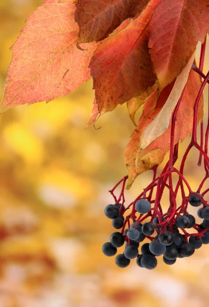 Foglie autunnali luminose con uva selvatica, su fondo giallo — Foto Stock