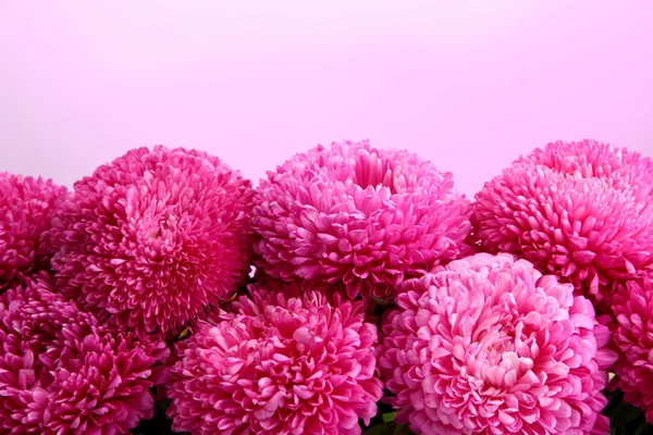 Hermosas flores de montaña, sobre fondo rosa —  Fotos de Stock