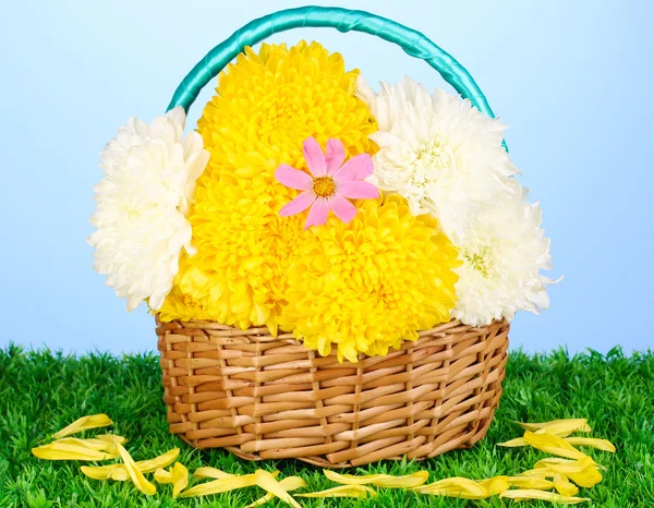 Hermoso crisantemo en cesta sobre hierba sobre fondo azul —  Fotos de Stock