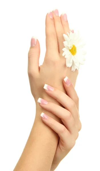 Beautiful woman hands with camomile, isolated on white — Stock Photo, Image