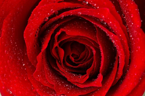 Bela rosa vermelha de perto — Fotografia de Stock