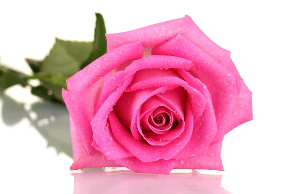 白で隔離される滴とピンクのバラ — ストック写真