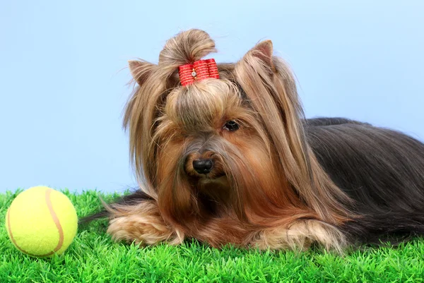 Vackra yorkshire terrier på gräs på färgstarka bakgrund — Stockfoto