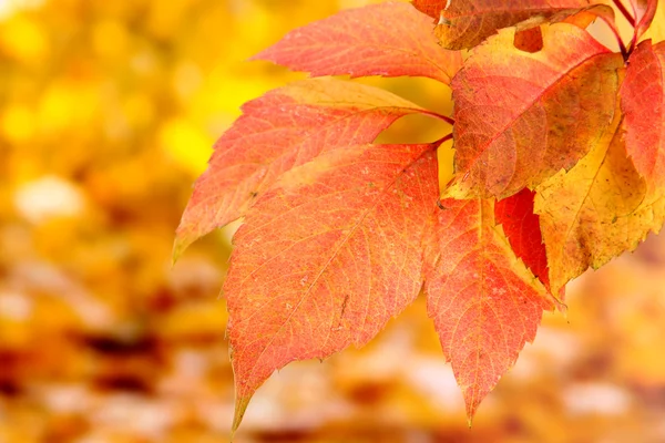 Hojas brillantes de otoño, sobre fondo amarillo —  Fotos de Stock