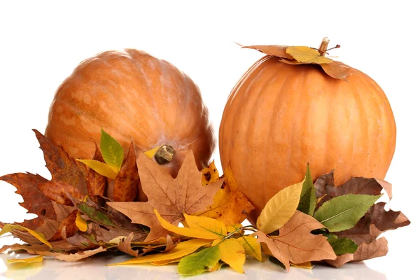 Deux citrouilles orange mûres aux feuilles jaunes d'automne isolées sur blanc — Photo