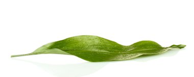 izole beyaz arka plan yakın çekim yaprak yeşil ıslak