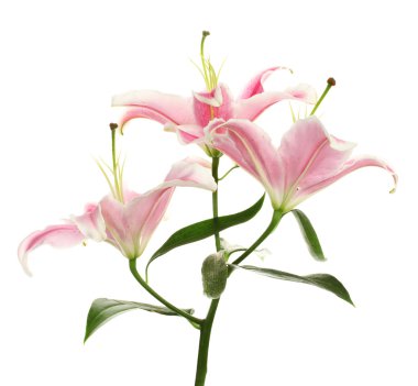 Güzel pembe zambak, beyaz üzerine izole edilmiş.