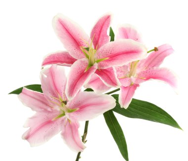 Güzel pembe zambak, beyaz üzerine izole edilmiş.