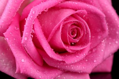 pembe Gül izole siyah damla