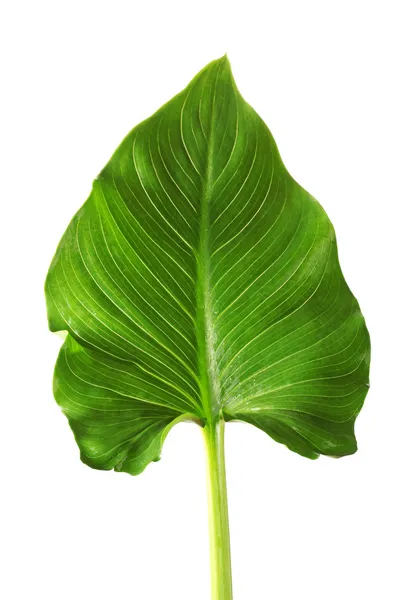 Hoja de calas blancas aislada sobre blanco —  Fotos de Stock