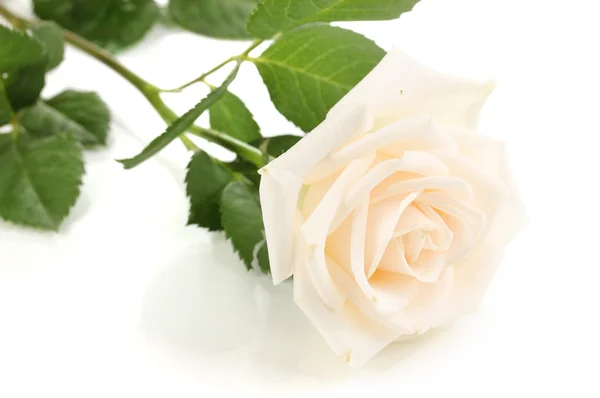 Krásná růže izolovaná na bílém — Stock fotografie