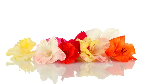 Botões bonitos de gladíolo colorido isolado em close-up branco — Fotografia de Stock