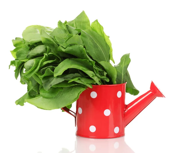 Fresh sorrel in red watering pot isolated on white — Stock Photo, Image