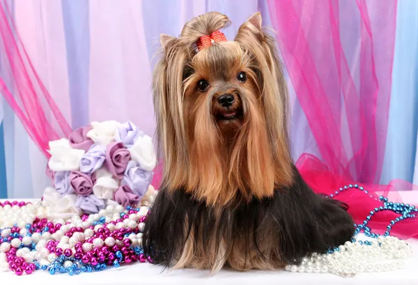 Terrier de yorkshire bonito em tecido de fundo — Fotografia de Stock