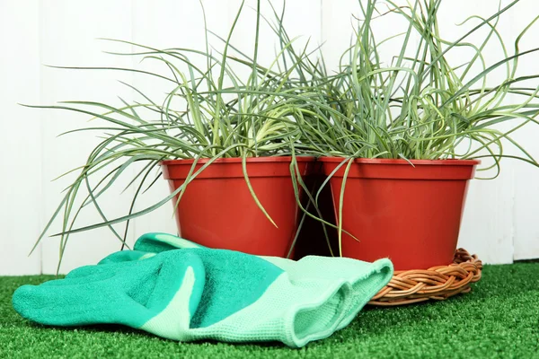 Töpfe mit Sämlingen auf grünem Gras auf hölzernem Hintergrund — Stockfoto