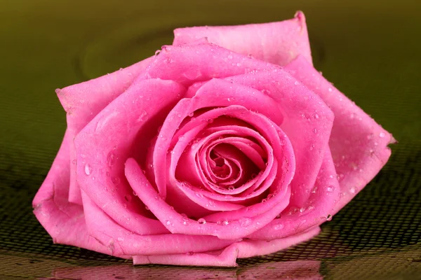 Pink rose with drops on green background — Stock Photo, Image