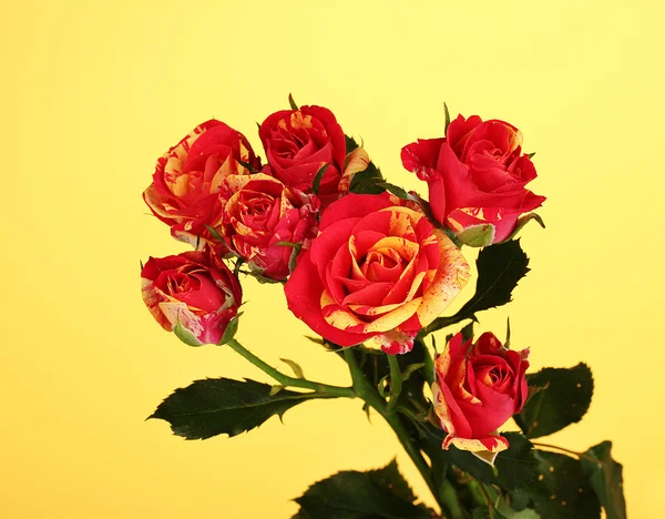 Beautiful red-yellow roses on yellow background close-up — Stock Photo, Image