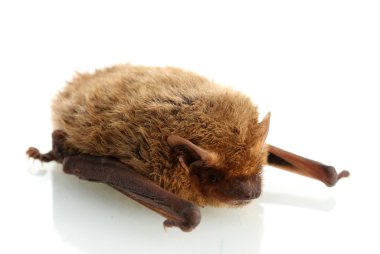 beyaz izole küçük yarasa.