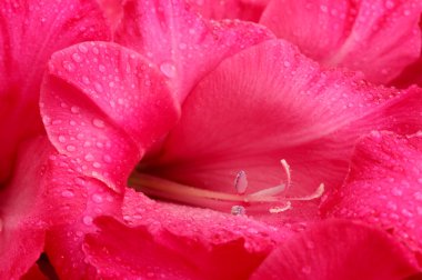 güzel pembe Glayöl, close up