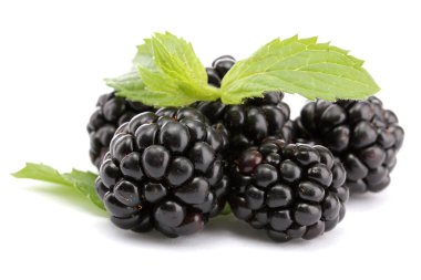 güzel böğürtlen yaprağı üzerinde beyaz izole