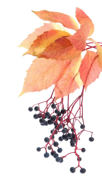Foglie autunnali luminose con uva selvatica, isolate su bianco — Foto Stock