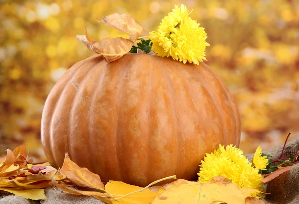 カボチャと秋の葉、黄色の背景に — ストック写真