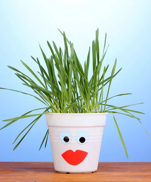 A pot of grass on blue background — Stock Photo, Image