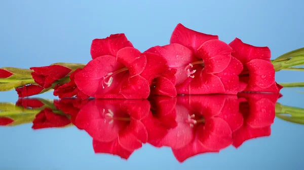 Gren av rosa gladiolus på blå bakgrund närbild — Stockfoto