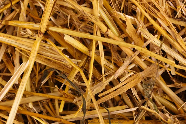 Goldenes Heu in Nahaufnahme — Stockfoto