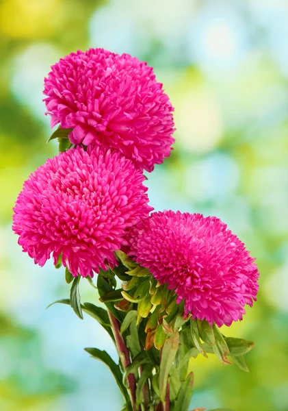 Belas flores aster, no fundo verde — Fotografia de Stock