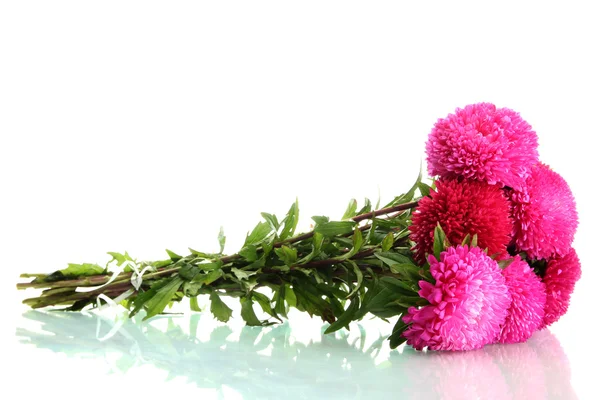 Flores de astra rosa, aisladas en blanco — Foto de Stock