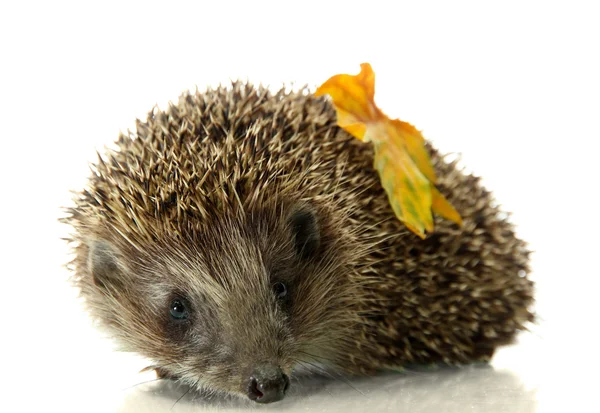 Hedgehog with autumn leaf, isolated on white — Stock Photo, Image