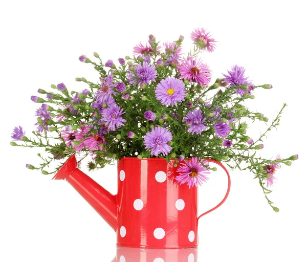 Mooi boeket van paarse bloemen in gieter geïsoleerd op wit — Stockfoto