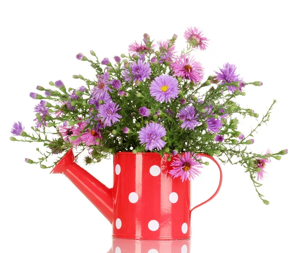 Beautiful bouquet of purple flowers in watering can isolated on white — Stock Photo, Image