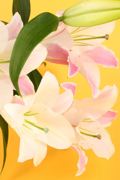 Beautiful lily on yellow background — Stock Photo, Image