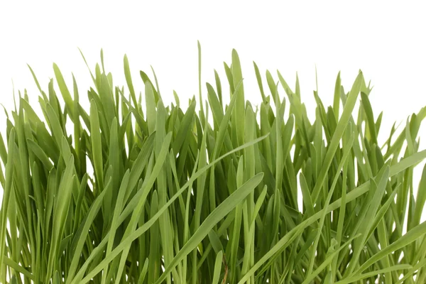 Green grass in basket isolated on white — Stock Photo, Image