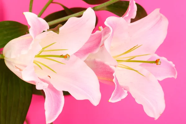 Beautiful lily on pink background — Stock Photo, Image