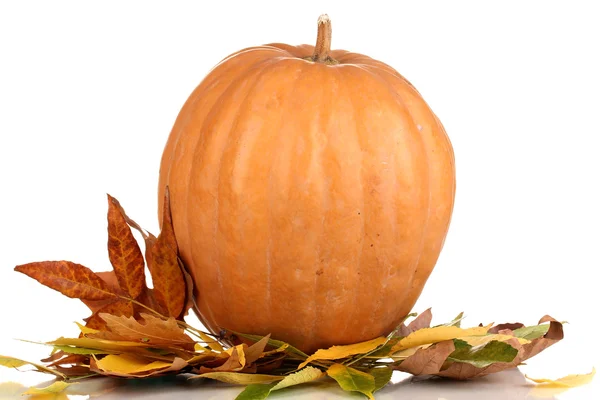 Calabaza naranja madura hojas amarillas de otoño aisladas en blanco — Foto de Stock