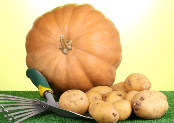 Ripe potatoes with pumpkin on grass on green background close-up — Stock Photo, Image