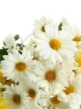 güzel papatyalar çiçek, buket üzerinde beyaz izole