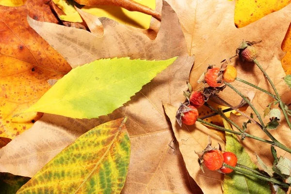 Samenstelling van gele herfst bladeren achtergrond — Stockfoto
