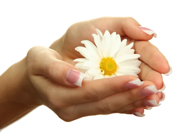Красиві жіночі руки з ромашкою, ізольовані на білому — стокове фото