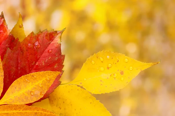 叶子和雨滴 — 图库照片