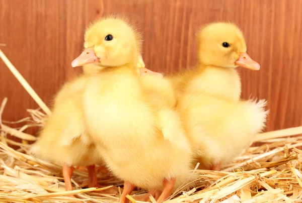 Five duckling on straw on wooden background — Stock Photo, Image