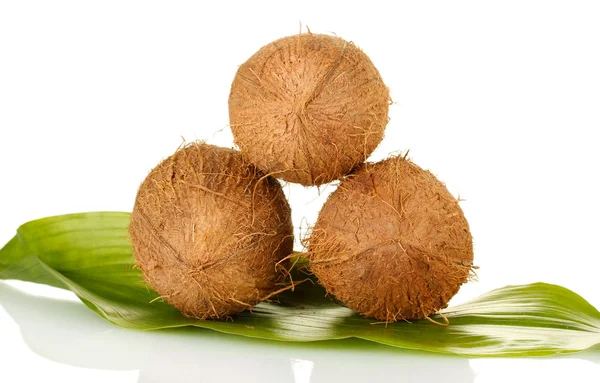 緑の葉の白い背景の上に落ちているココナッツ — ストック写真