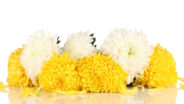 Schöne Chrysantheme isoliert auf weiß — Stockfoto